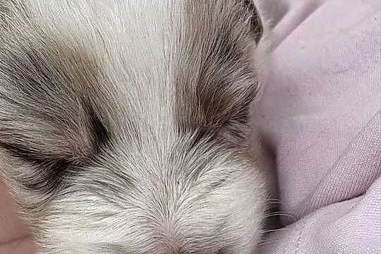 Suczka Border Collie, Łódzkie, Pajęczno