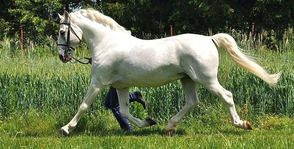 STANÓWKA Ogier Favory XI-38 Lipican Lipizzaner 83 pkt., , Brzeziny