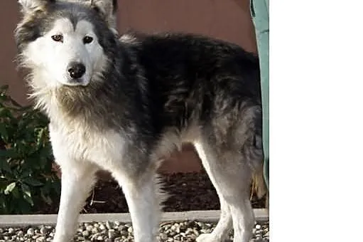 Zgubiony Husky