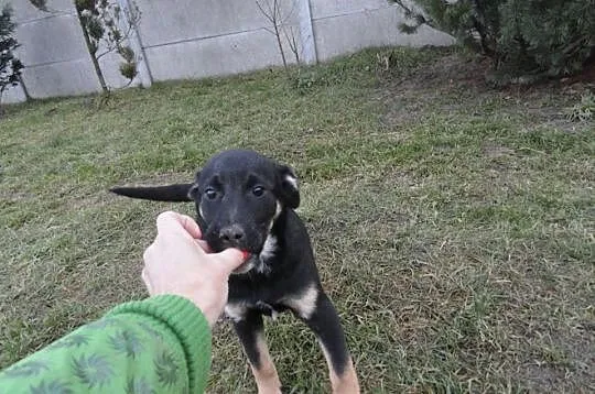 Borys, 4 miesięczny SZCZENIACZEK, wesoły malec do 