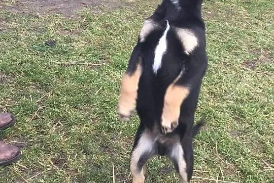 Borys, 4 miesięczny SZCZENIACZEK, wesoły malec do 