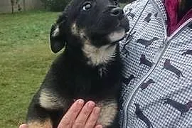 Borys, 4 miesięczny SZCZENIACZEK, wesoły malec do 