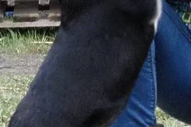 Borys, 4 miesięczny SZCZENIACZEK, wesoły malec do 