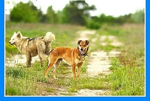 12 kg,przytulaśny,łagodny,przyjazny,wesoły piesek