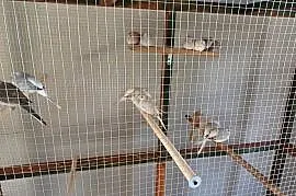 gołąbki diamentowe