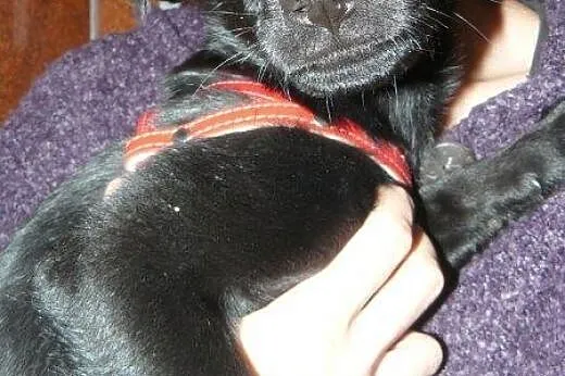 Maleńka sunia do adopcji!!!,  łódzkie Łódź