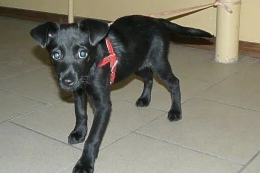 Maleńka sunia do adopcji!!!,  łódzkie Łódź