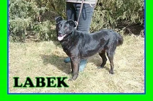 Duży,energiczny,przyjazny pies.ADOPCJA!,  małopolskie Tarnów