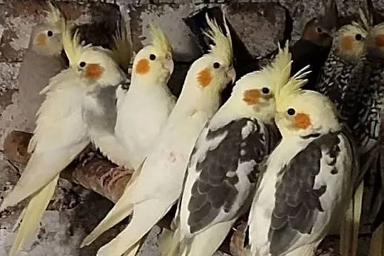 Papuga aleksandretta obrożna, Śląskie, Wodzisław Śląski