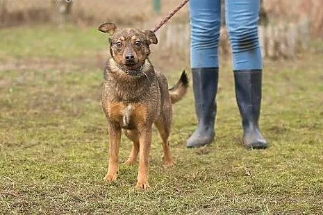 Młoda, wesoła Psotka, pełna nadziei, zakochana w c