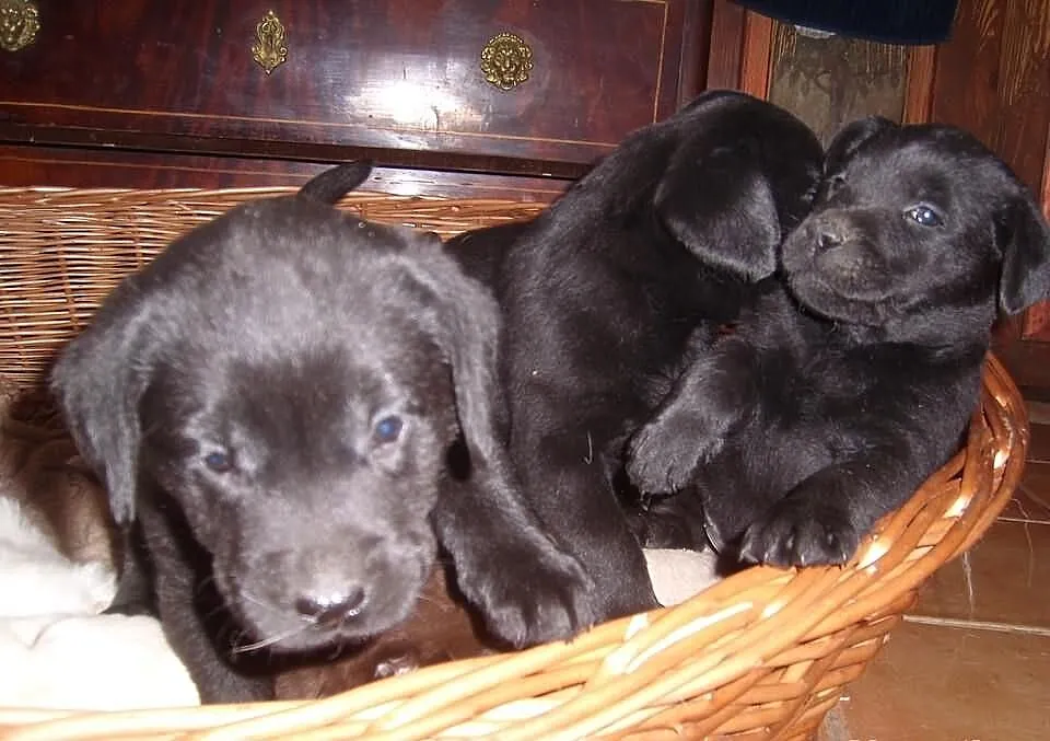 Labrador retriever szczenięta rodowód FCI