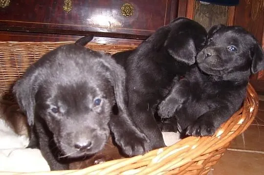Labrador retriever szczenięta rodowód FCI