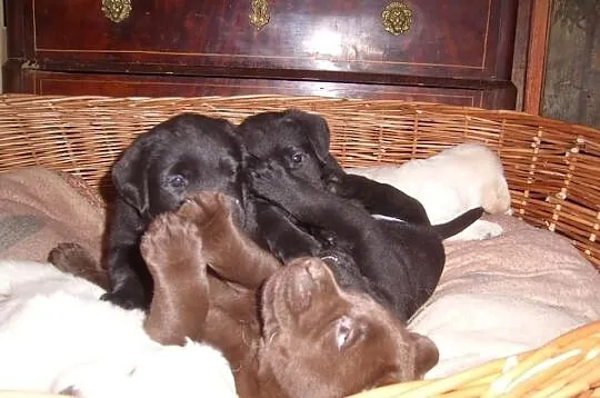 Labrador retriever szczenięta rodowód FCI