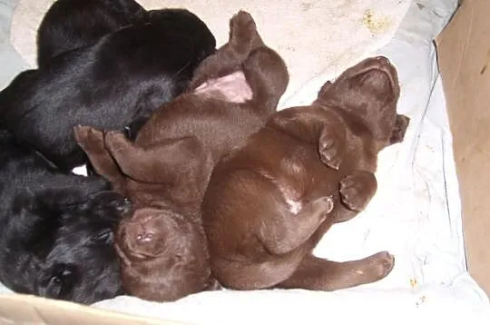Labrador retriever szczenięta rodowód FCI