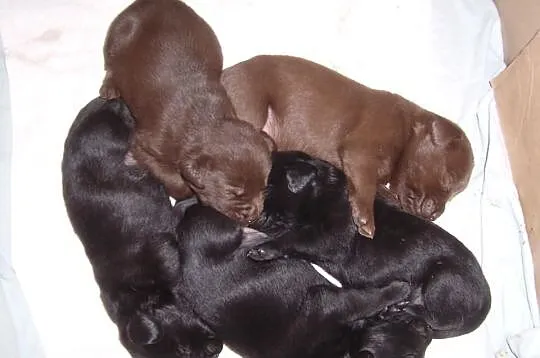 Labrador retriever szczenięta rodowód FCI
