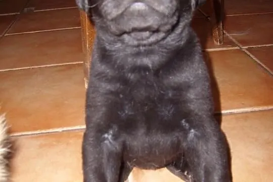 Labrador retriever szczenięta rodowód FCI