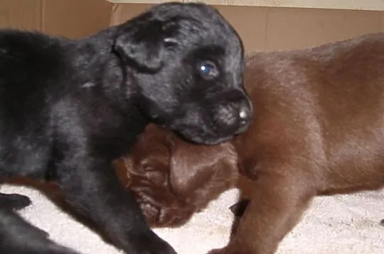 Labrador retriever szczenięta rodowód FCI