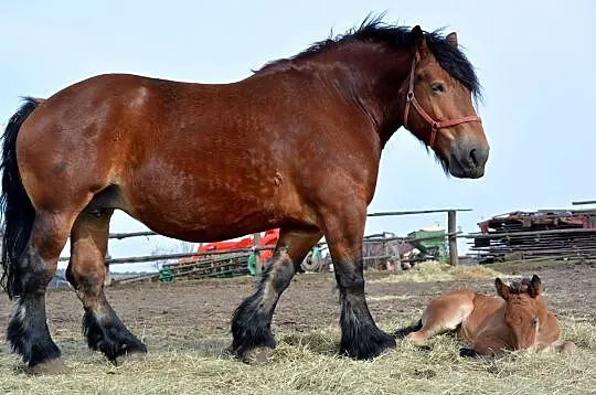 BLOMMAN na sprzedaż