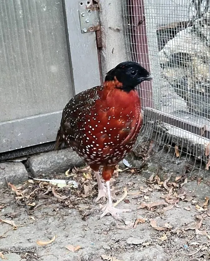 Tragopan czerwony, Dolnośląskie, Legnica