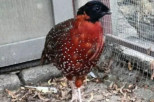 Tragopan czerwony, Dolnośląskie, Legnica