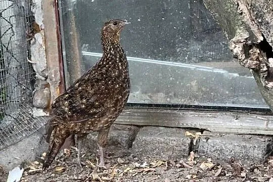 Tragopan czerwony, Dolnośląskie, Legnica