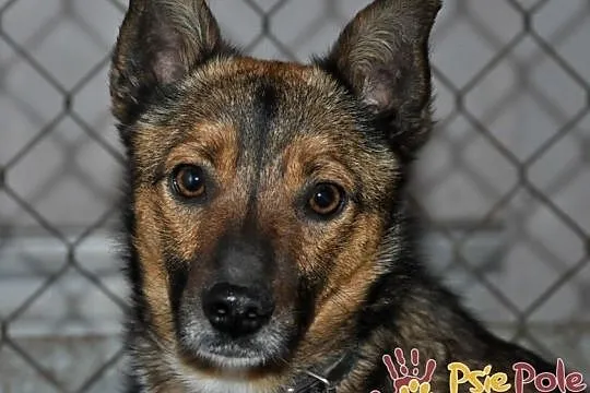 SERWESEK-niewielki, spokojny, bardzo ostrożny psiak szuka troskliwego domu, adopcja, Małopolskie, Kraków