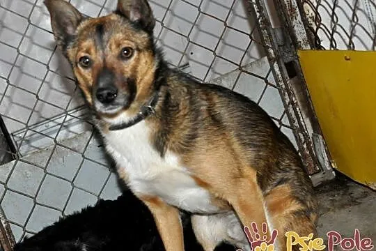 SERWESEK-niewielki, spokojny, bardzo ostrożny psiak szuka troskliwego domu, adopcja, Małopolskie, Kraków
