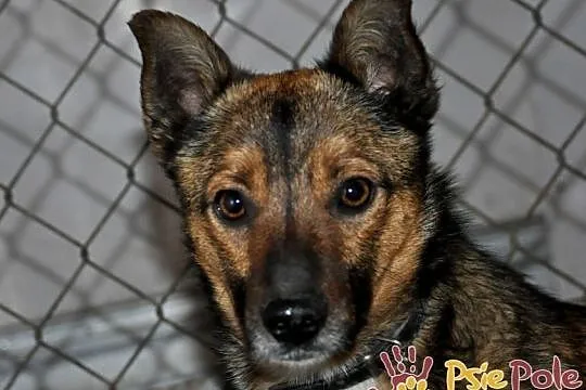 SERWESEK-niewielki, spokojny, bardzo ostrożny psiak szuka troskliwego domu, adopcja, Małopolskie, Kraków
