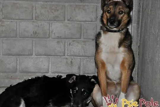 SERWESEK-niewielki, spokojny, bardzo ostrożny psiak szuka troskliwego domu, adopcja, Małopolskie, Kraków