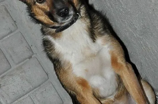 SERWESEK-niewielki, spokojny, bardzo ostrożny psiak szuka troskliwego domu, adopcja, Małopolskie, Kraków