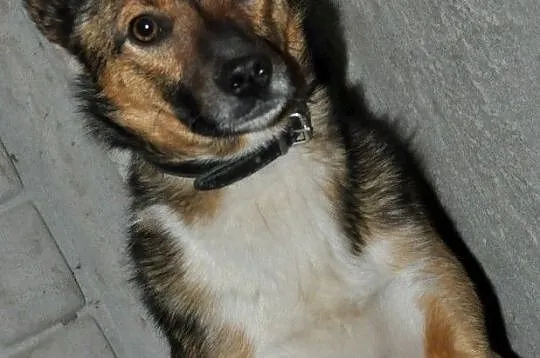 SERWESEK-niewielki, spokojny, bardzo ostrożny psiak szuka troskliwego domu, adopcja, Małopolskie, Kraków
