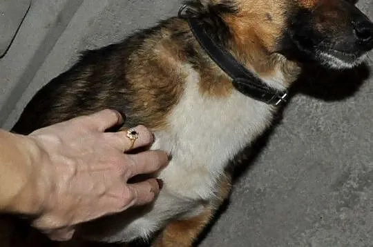 SERWESEK-niewielki, spokojny, bardzo ostrożny psiak szuka troskliwego domu, adopcja, Małopolskie, Kraków