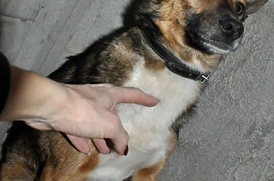 SERWESEK-niewielki, spokojny, bardzo ostrożny psiak szuka troskliwego domu, adopcja, Małopolskie, Kraków