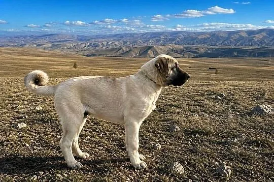 Na sprzedaż piękne szczenięta rasy Kangal - silne, zdrowe i mądre., Lubelskie, Bystrzejowice Pierwsze