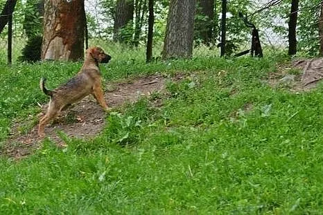 IMBIREK cztery miesiące ma i na domek czeka,  mazo