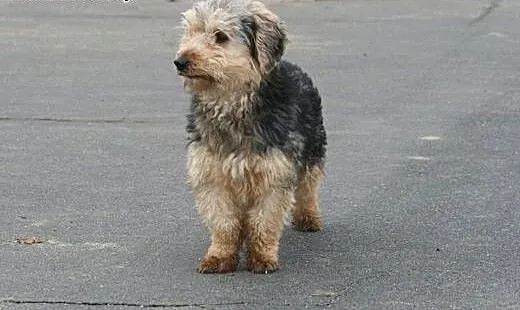 Piękny charakterny kudłaczek Fido, wielkopolskie