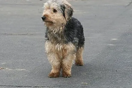 Piękny charakterny kudłaczek Fido,  wielkopolskie 