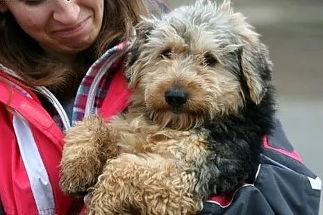 Piękny charakterny kudłaczek Fido,  wielkopolskie 