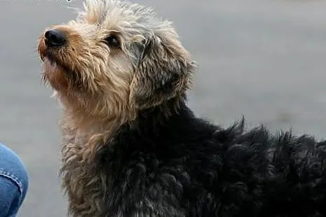 Piękny charakterny kudłaczek Fido,  wielkopolskie 