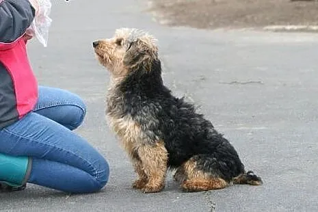 Piękny charakterny kudłaczek Fido,  wielkopolskie 