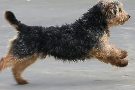 Piękny charakterny kudłaczek Fido,  wielkopolskie 