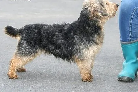 Piękny charakterny kudłaczek Fido,  wielkopolskie 