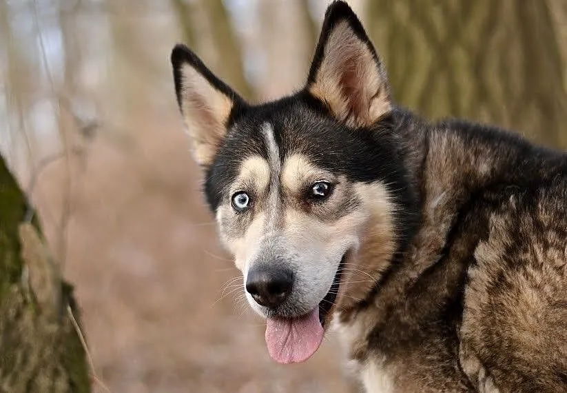 Ivi - łagodna, przyjazna husky z cudownym spojrzen