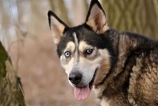 Ivi - łagodna, przyjazna husky z cudownym spojrzen