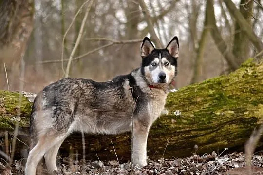 Ivi - łagodna, przyjazna husky z cudownym spojrzen