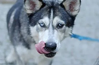 Ivi - łagodna, przyjazna husky z cudownym spojrzen