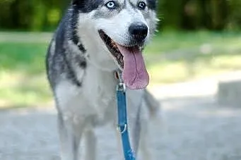 Ivi - łagodna, przyjazna husky z cudownym spojrzen