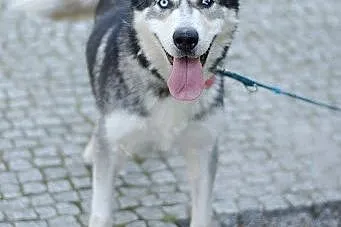 Ivi - łagodna, przyjazna husky z cudownym spojrzen