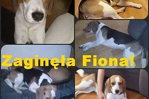 ZAGINĘŁA sunia beagle Fiona! ,  mazowieckie Błonie