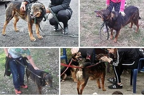 Aslan jest niezwykłym, opanowanym, przyjaznym psem, Piaseczno